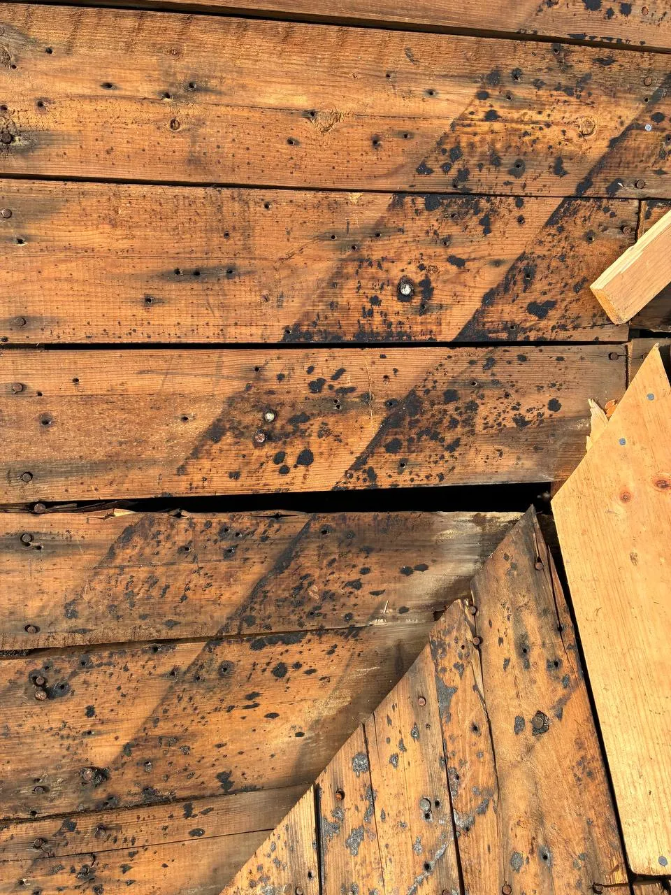 Black mold spots on wooden roof decking boards exposed during a St. Louis roof tear-off, caused by a long-running roof leak.